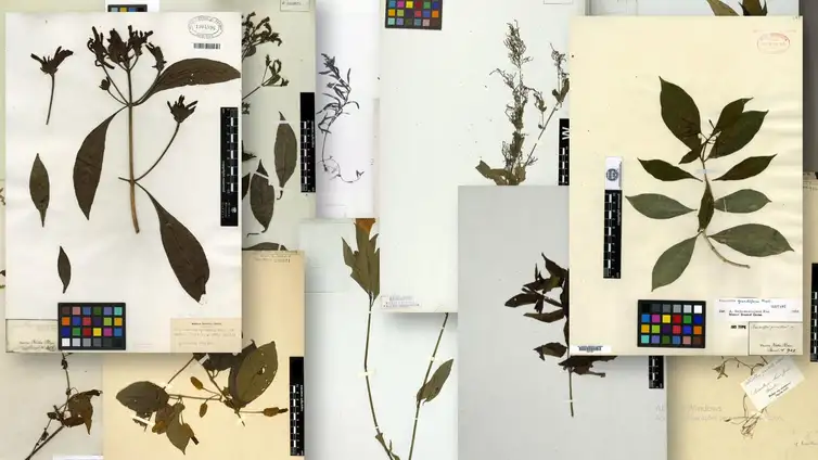 Jardim Botânico do Rio de Janeiro exposição virtual de expedição cientifica no século 19