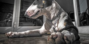 OAB-RJ organiza audiência pública sobre ataque de pitbulls à escritora 