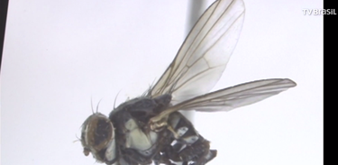 Novas espécies de moscas são encontradas