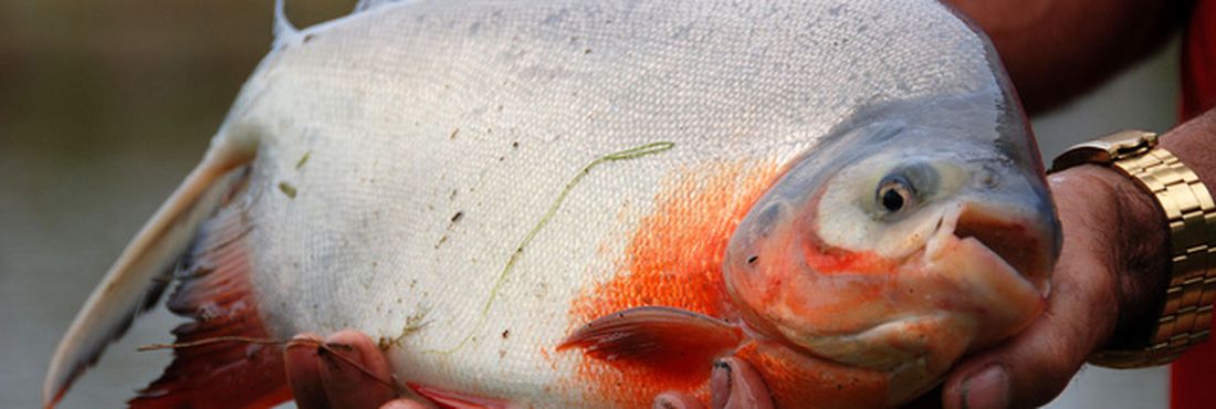 Estoques de peixes estão ameaçados por exploração descontrolada, alerta FAO