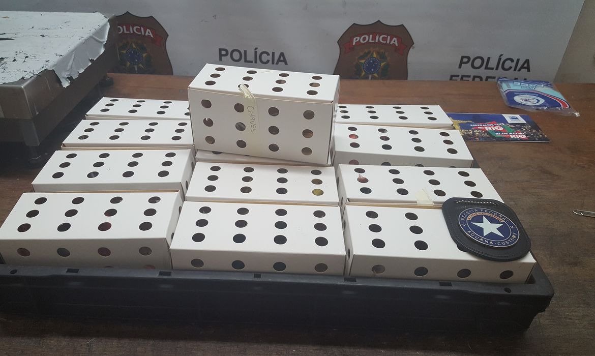 São Paulo - Canários belgas foram encontradas presas em pequenas caixas dentro de uma mochila (Divulgação/Polícia Federal)