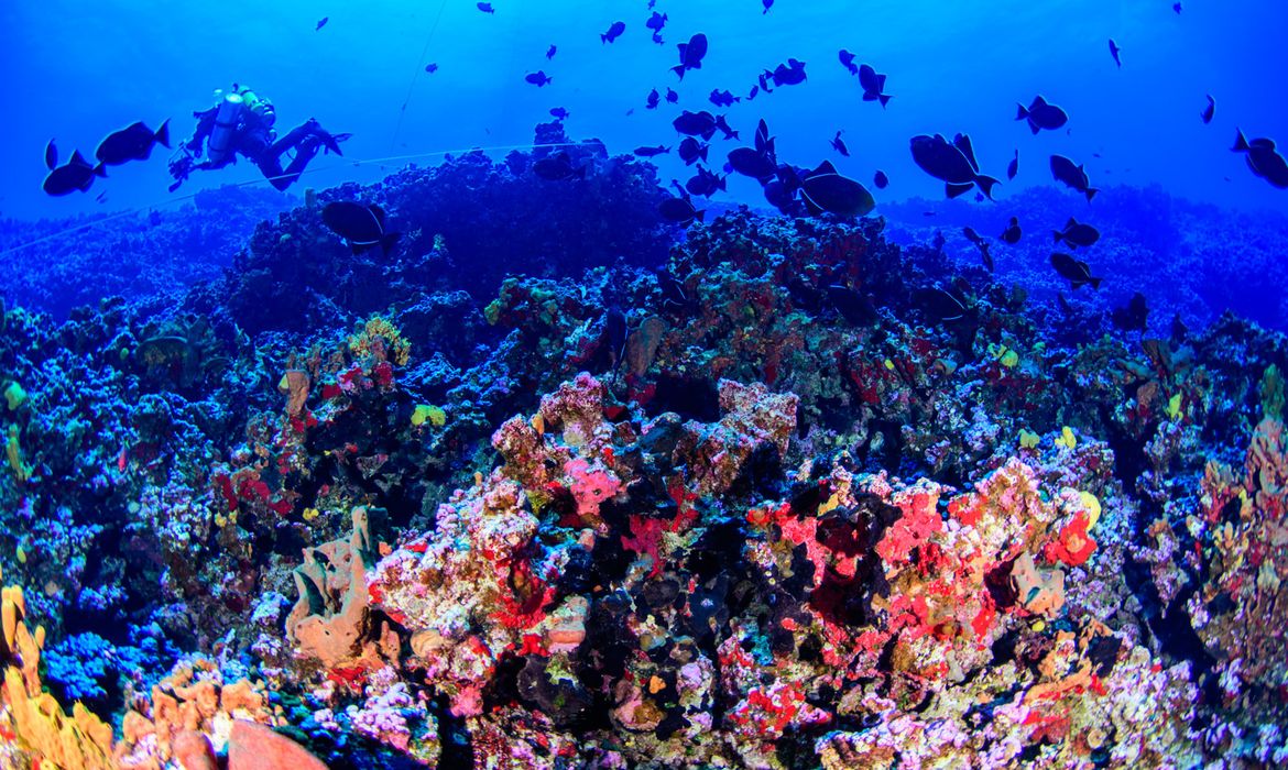03/08/2023, Fotos subaquáticas, de Colinas Coralinas. Foto: Luiz Rocha/ California Academy of Sciences