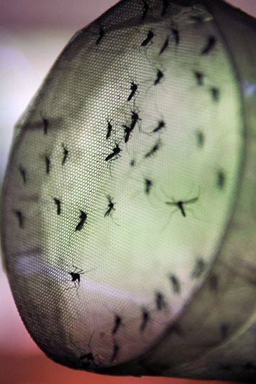 Aedes aegypti, mosquito da dengue 