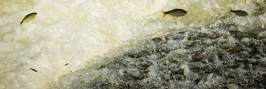 Durante a piracema, os peixes que migram para a reprodução precisam nadar contra a correnteza, em direção à cabeceira dos rios.