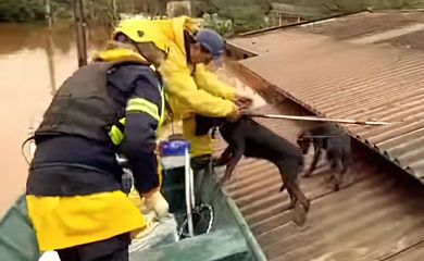 CHUVAS NO RS - Resgate de animais ilhados no Rio Grande do Sul. Foto: Carla Sassi/Instagram