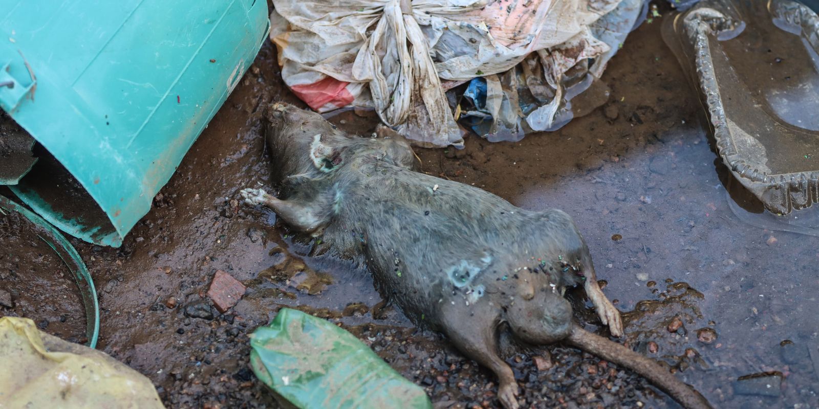 Rio Grande do Sul confirma 20ª morte por leptospirose após enchentes Rio Grande do Sul confirma 20ª morte por leptospirose após enchentes