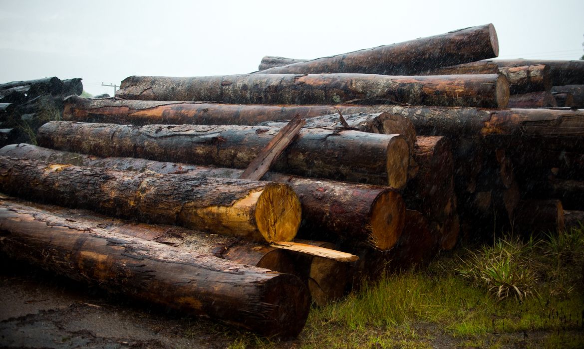 Toras de madeira extraídas ilegalmente da Terra Indígena Manoki apreendidas pelo Ibama (Marcelo Camargo/Agência Brasil)