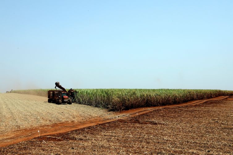 Plantação de soja