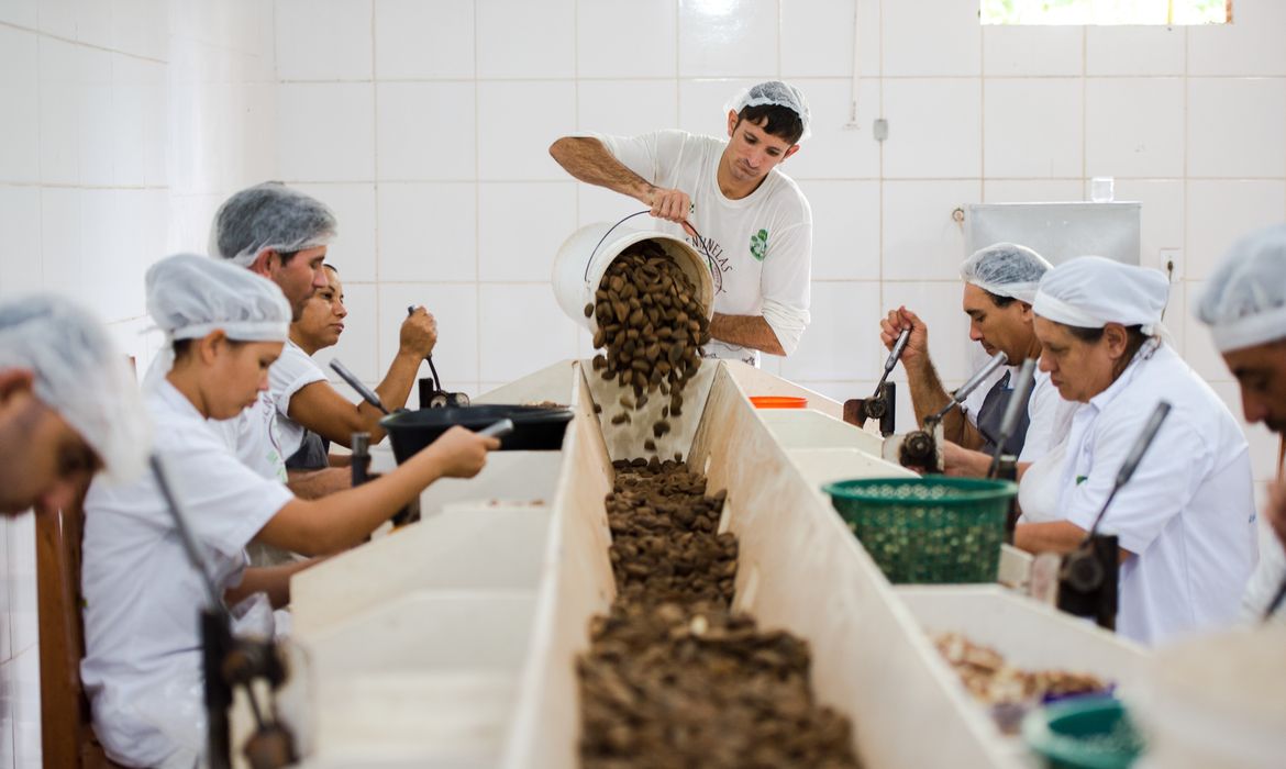 Juruena, MT, Brasil: Trabalhadores da Cooperativa do Vale do Amanhecer quebram as cascas das castanhas colhidas na reserva legal comunitária do assentamento. Marcelo Camargo/Agência Brasil)