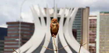 Catedral Metropolitana de Brasília 