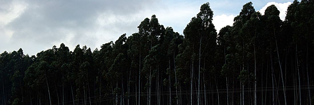 Floresta de Eucaliptos de reflorestamento