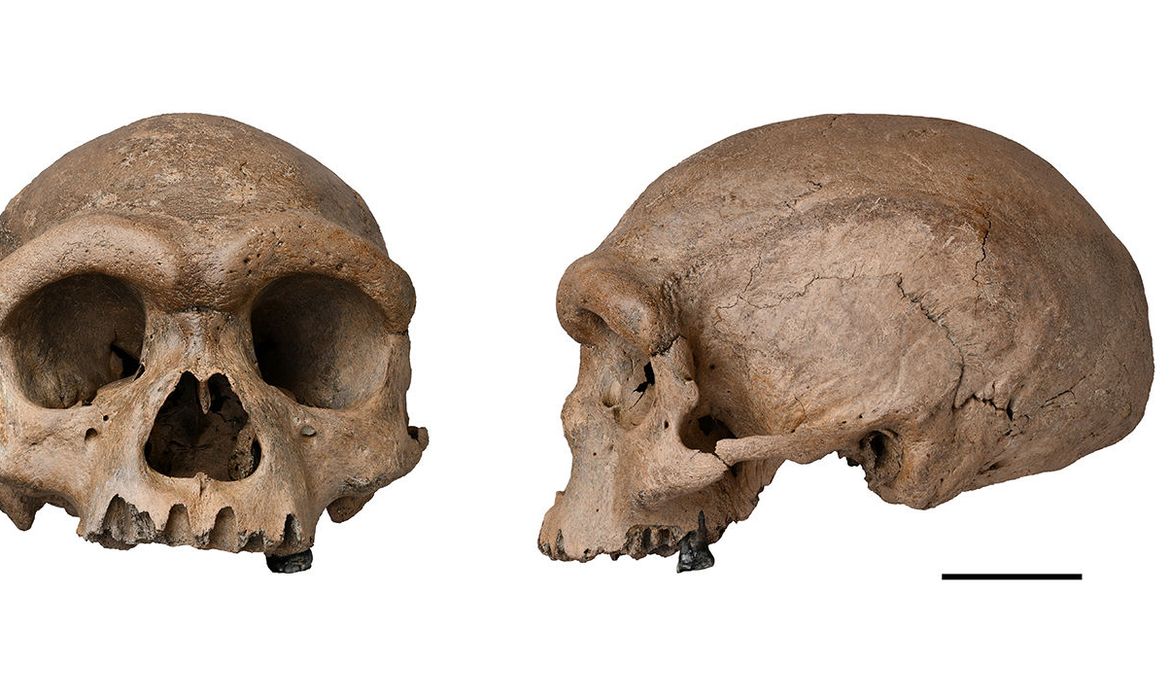 Homo longi é descoberto na China