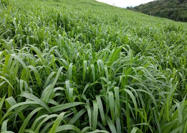 inoculante à base da bactéria Azospirillum ajuda a promover o crescimento do milho quando consorciado com a braquiária