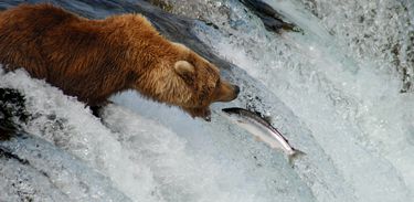 As Estações do Nosso Planeta: urso pardo pegando um salmão