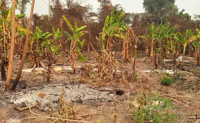 23/02/2024- A uma semana do final de fevereiro, o estado de Roraima já registrou 2.295 focos de queimadas, dos quais 1.691 ocorreram só neste mês. O fogo já chegou à Terra Indígena Yanomami, destruindo casas e roças. Foto Missão Catrimani/Divulgação