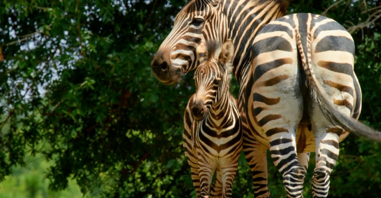 Animais Bebês: Algumas espécies já nascem tendo que aprender a correr de predador