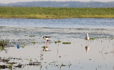 Pássaros na represa Guarapiranga, zona sul da capital.