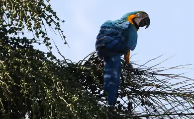 Arara-canindé