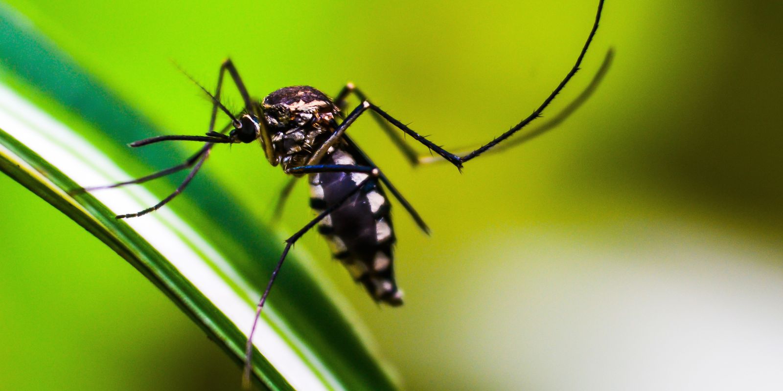 Brasil tem mais de mil mortes por dengue em investigação