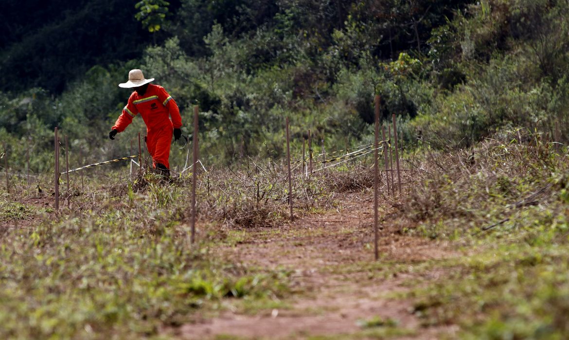 Experimento de restauração florestal em área sob influência de rejeitos da barragem de Fundão, trecho do rio Gualaxo do Norte, um dos principais afluentes do rio Doce, que abrange os municípios de Mariana, Ouro Preto e Barra Longa