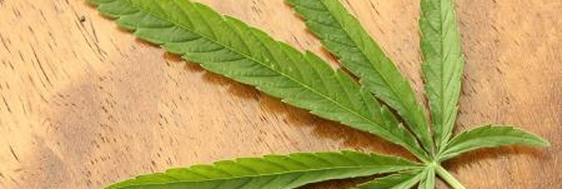 Canabidiol é uma das substãncias encontradas na Cannabis sativa, e tem usos medicinais para doenças como Mal de Parkinson, Mal de Alzheimer, entre outros, segundo estudos