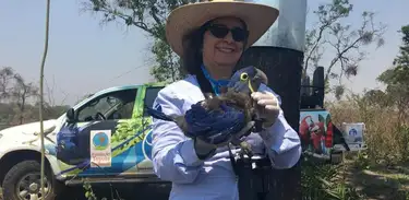A Cientista Brasileira dedicou mais de 30 anos à Arara-Azul retirando a espécie da lista de extinção