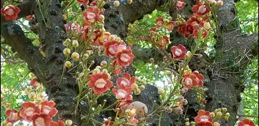 Árvore Abricó-de-Macaco, espécie amazônica