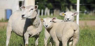O baixo consumo da carne ovina vai desde a pouca disponibilidade do produto no mercado até a falta de hábito do consumidor 