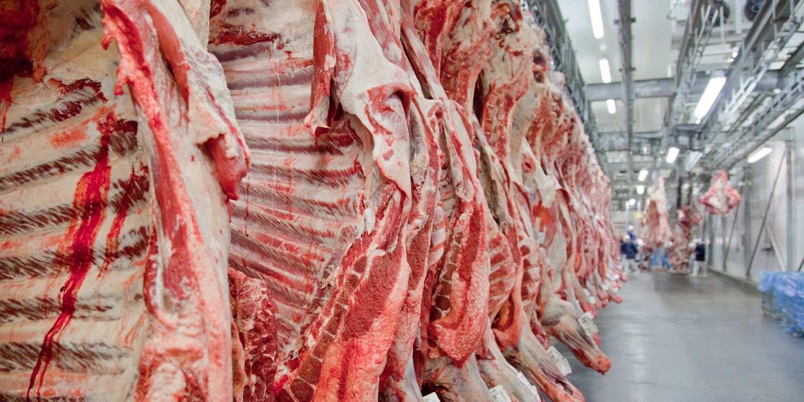 Exportação de carne bovina bate recorde em mês anterior ao tarifaço Exportação de carne bovina bate recorde em mês anterior ao tarifaço
