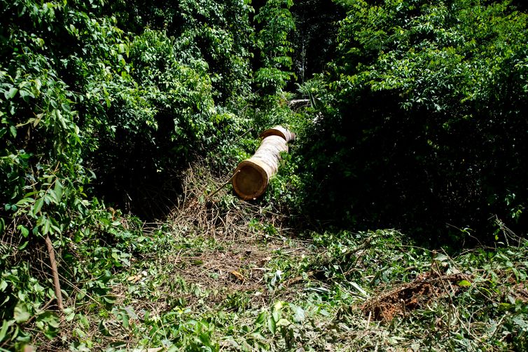 Colniza, MT, Brasil: Tora de madeira retirada a alguns metros distante da divisa da Terra Indígena Kawahiva do Rio Pardo. (Foto: Marcelo Camargo/Agência Brasil)