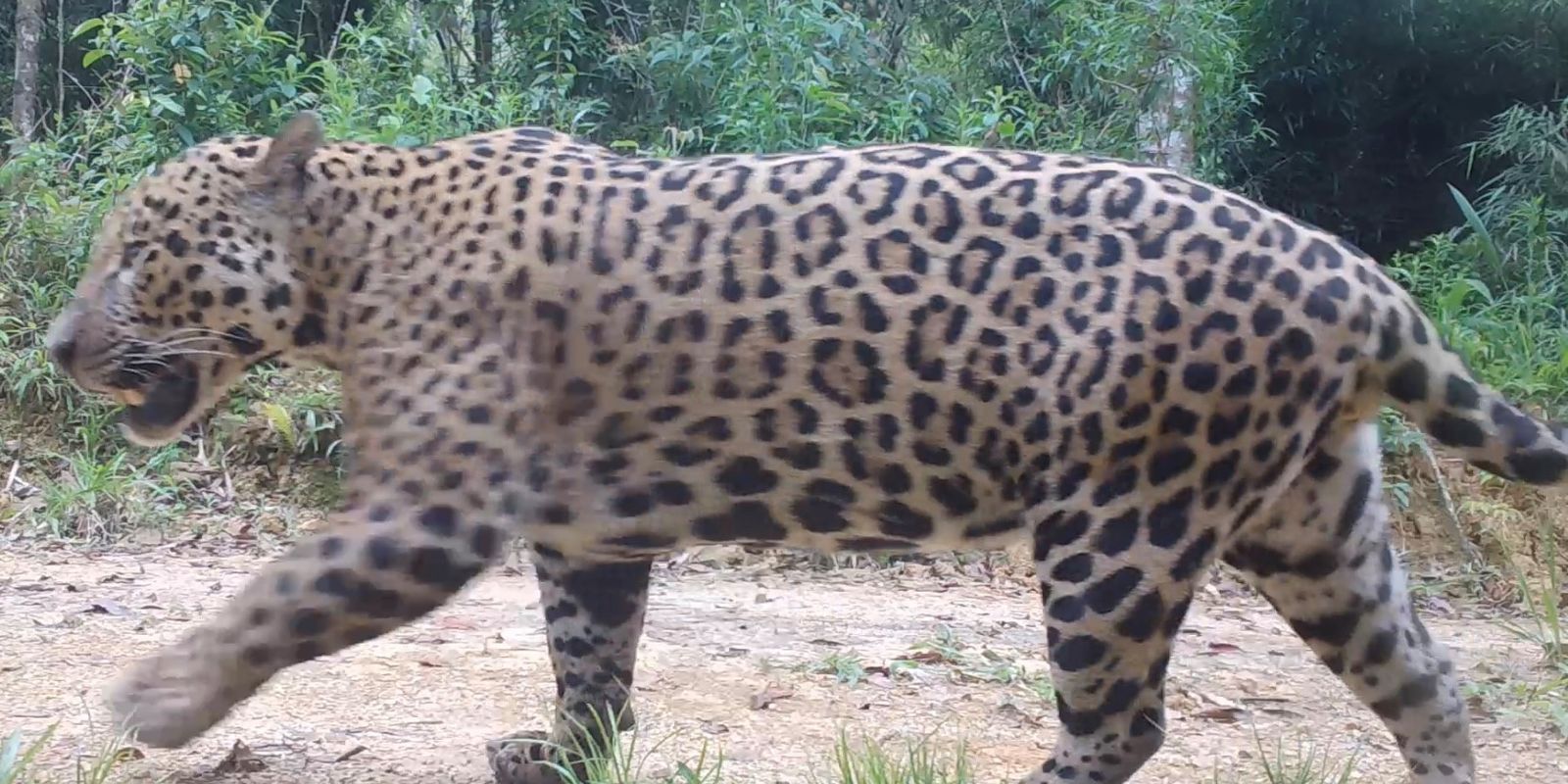 Onça-pintada e peixe-boi têm genomas mapeados em alta qualidade