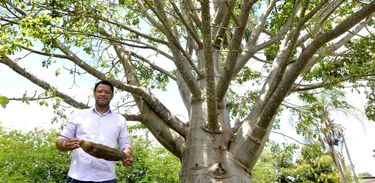 Especialista lançou site interativo para acompanhar a evolução dos Baobás no Brasil e trazer informações sobre essa árvore milenar 