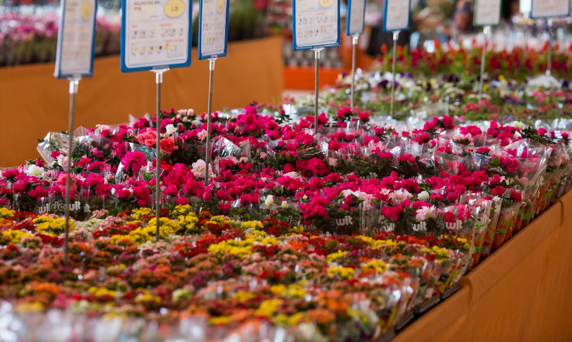 Ibraflor estima crescimento de 7% na produção de flores este ano no país