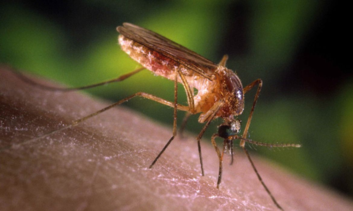 Brasília (DF), 01/10/2024 - Mosquito pernilongo e muriçoca Culex.  Foto: Fiocruz/Divulgação