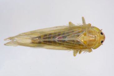 Brasília (DF),  07/04/2026 - Cigarrinha-do-milho.
 Foto: Charles Oliveira/Embrapa