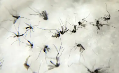 Mosquito Aedes aegypti 