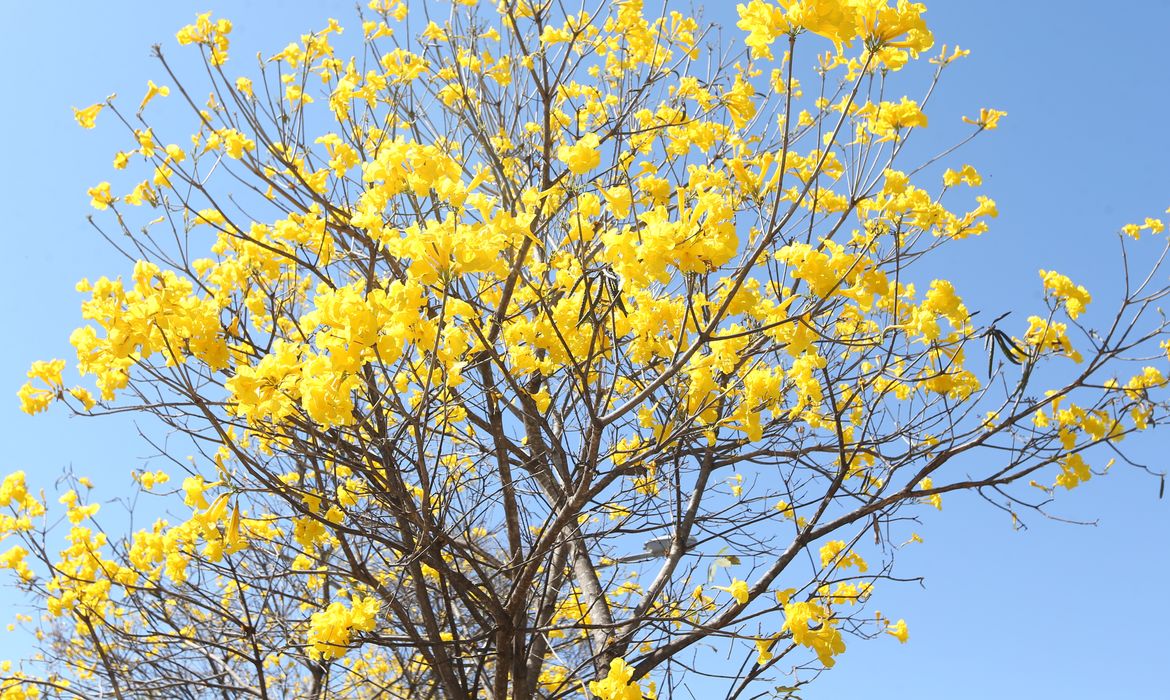 Valter Campanato/Agência Brasil Ipê Amarelo