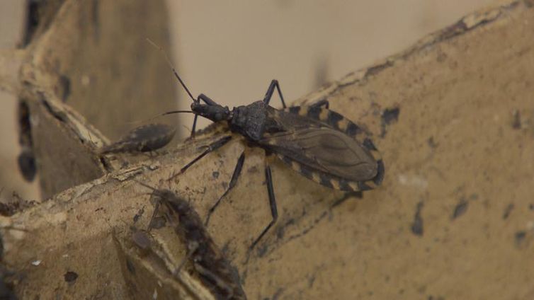 A doença de Chagas é uma infecção causada por um micro-organismo chamado trypanossoma cruzi, que é transmitido por um inseto que se alimenta de sangue, conhecido como barbeiro