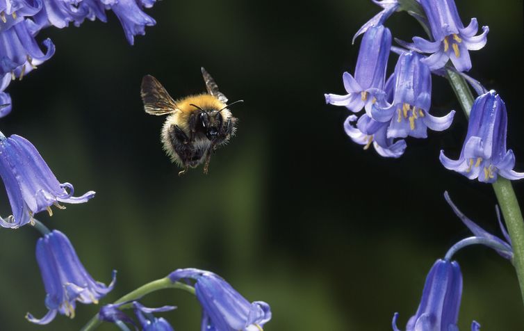 As Estações do Planeta: abelha visitando jacintos britânicos