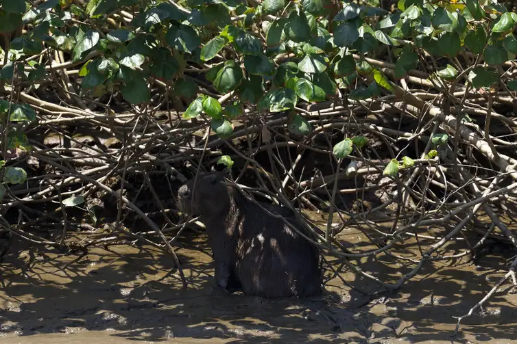Guapimirim (RJ), 16/10/2024 - Capivara (Hydrochoerus hydrochaeris) no manguezal do Rio Macacu, que desagua na Baía de Guanabara, na Estação Ecológica da Guanabara, na Área de Proteção Ambiental (APA) de Guapi-Mirim. Foto: Fernando Frazão/Agência Brasil
