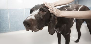 Pessoa dá banho em cachorro numa banheira