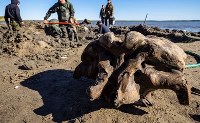 Mamute, Russia , ossos de mamute, Yamalo