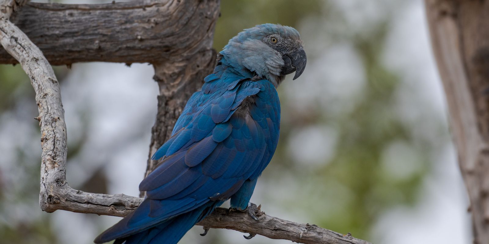 ICMBio detecta 11 ararinhas-azuis com circovírus; medida de biossegurança resulta em autuação de R$ 1,8 milhão