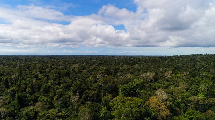 A ONG SOS Mata Atlântica denuncia desmatamento dentro do Parque Nacional do Descobrimento em agosto de 2020