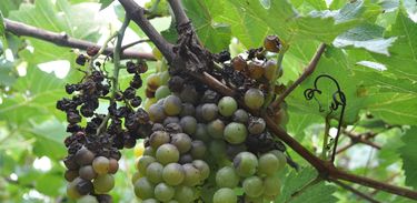 Foi criado  um plano emergencial para conter o avanço da podridão-da-uva-madura no Circuito das Frutas