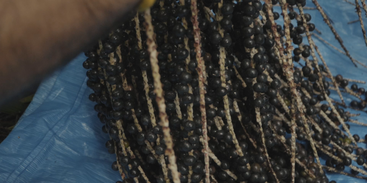 agro_nacional_ep06_04_credito_divulgacao_tv_brasil.png agro_nacional_ep06_04_credito_divulgacao_tv_brasil.png