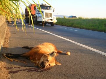 Lobo 3 - Lobo atropelado em estrada 
Foto: Rogério Cunha / Direitos reservados