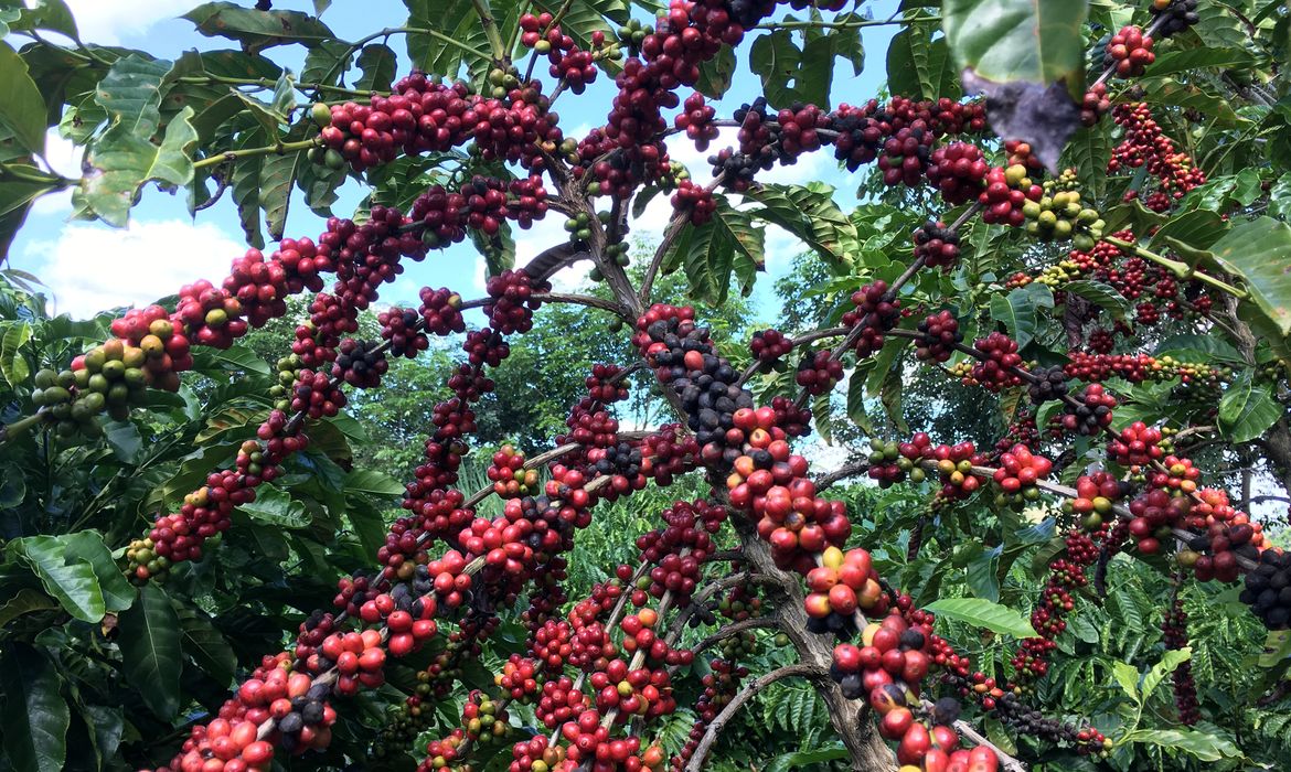 Produção de café do Brasil deve crescer 5,5% em 2024, prevê Conab