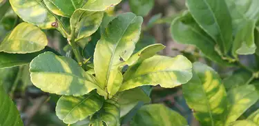 O desafio para combater  o greening, ou Huanglongbing (HLB), considerada hoje a doença bacteriana mais grave e destrutiva dos citros mundialmente