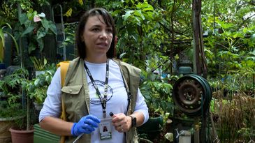 Herica Bassani, agente de vigilância ambiental em Brasília, inspeciona residências_